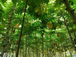 local manioc jardin, photo pris dans le Matin dans batang, central Java.