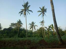 Contexte paysage de noix de coco ou paume des arbres dans été. prise des photos dans le Matin