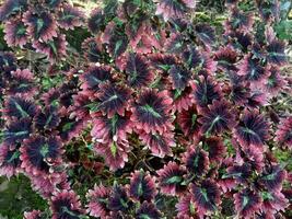 charmant floral Contexte avec brillant couleur. détaillé textures sont clairement visible photo
