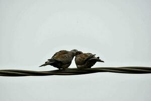 deux des oiseaux séance sur Haut de une câble photo