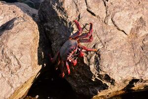 une Crabe sur une Roche dans le l'eau photo