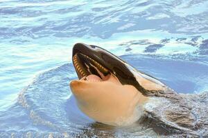 une tueur baleine est nager dans le l'eau photo