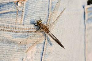 une libellule est séance dans le poche de une paire de jeans photo