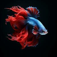 betta poisson, coloré combat Siamois poisson avec magnifique queue. photo