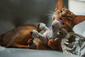 chat en jouant avec une duveteux jouet. proche en haut tir. abyssinien chat visage photo