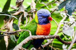 une coloré oiseau est assis sur une branche dans le forêt photo