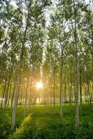 le Soleil brille par le des arbres dans une forêt photo