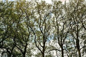 une groupe de des arbres photo