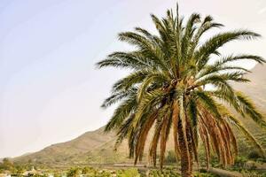 paume arbre dans le montagnes photo