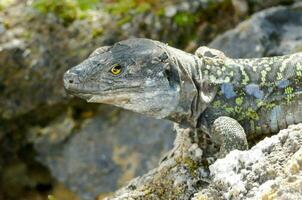 une lézard est séance sur une Roche avec ses yeux ouvert photo