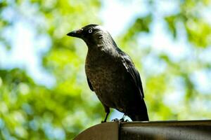 une corbeau est séance sur Haut de une métal pôle photo