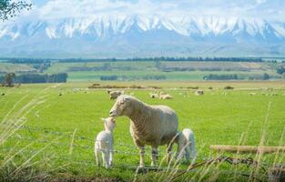 mouton agriculture dans Sud île de Nouveau zélande. mouton agriculture a été le du pays plus important agricole industrie. photo