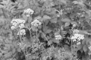 été temps dans L'Autriche photo