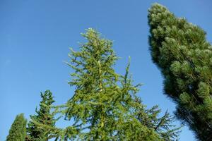 fleurs dans le jardin photo