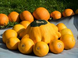 citrouilles dans le jardin photo