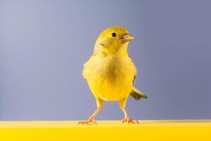 très mignonne canari dans la nature large la vie animaux. ai généré. photo