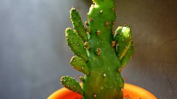 mis en pot mini cactus maison les plantes photo