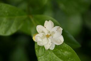 fleurs de jasmin fleurissant sur le buisson en journée ensoleillée photo