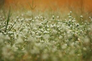 pièce de trèfle Pointé avec blanc fleurs photo