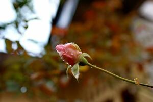 petit Rose bourgeons après pluie photo