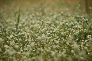 pièce de trèfle Pointé avec blanc fleurs photo