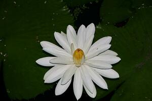la fleur de lotus naturelle fleurit dans un beau jardin photo