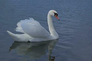 adulte oiseau de une blanc cygne sur bleu l'eau dans une Naturel habitat photo