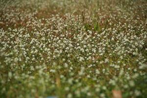 pièce de trèfle Pointé avec blanc fleurs photo