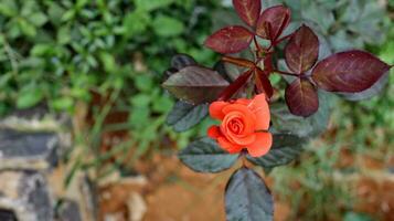 Orange fleur de Rose dans plein Floraison photo