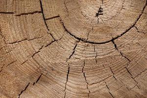 texture en bois d'un tronc d'arbre avec de belles nuances dorées.