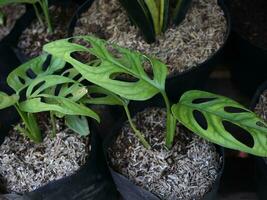 janda bolong ou le populaire les types de monstera photo