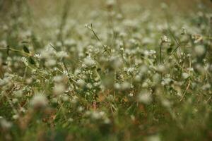 pièce de trèfle Pointé avec blanc fleurs photo