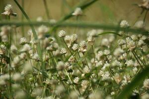 pièce de trèfle Pointé avec blanc fleurs photo