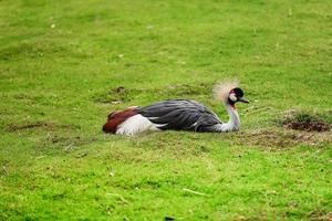 le canard exotique se détend sur l'herbe