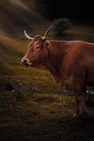 Portrait de vache brune dans le pré
