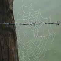 toile d'araignée sur la clôture en fil de fer barbelé métallique photo