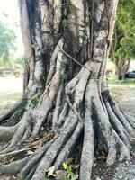 arbre tronc Contexte image non gens proche en haut. photo