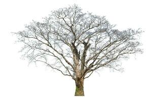 vieux gros arbre mort isolé sur blanc Contexte. photo