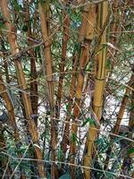 Jaune bambou plante. Japon la nature décoration. photo