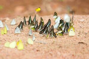 groupe de papillons commun geai mangé minéral sur sable. photo