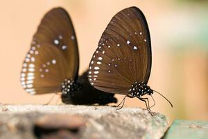 le papillons commun couronne mangé minéral sur pierre. photo