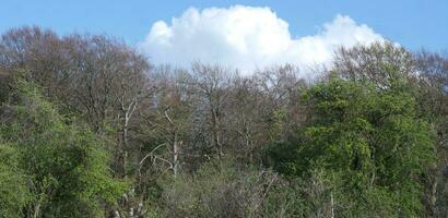 magnifique faible angle vue de des arbres et les plantes à campagne de luton Angleterre Royaume-Uni. avril 17ème, 2023 photo