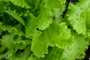 juteux vert salade feuilles couvert avec l'eau gouttes. photo