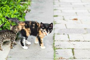 chatons dans le jardin photo