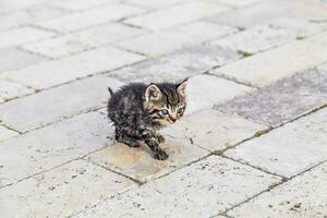 chatons dans le jardin photo