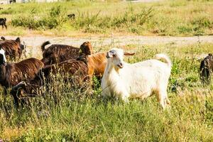 dinde bétail, mouton et bétail sur une ferme photo