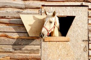 portrait de une salé Couleur cheval à la recherche en dehors de une stalle la fenêtre. photo