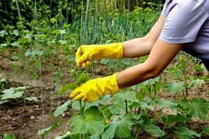 femelle mains dans gants attacher en haut croissance concombres photo