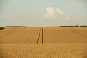 blé champ et bleu ciel. agricole paysage avec oreilles de blé. photo