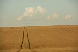 blé champ et bleu ciel. agricole paysage avec oreilles de blé. photo